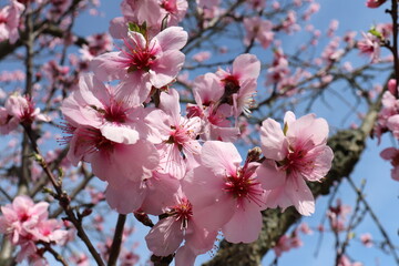 Obraz premium Almond Blossoms