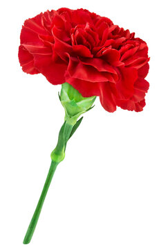 Rote Nelke Hintergrund transparent PNG cut out    Cloves Flower