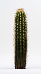 Naklejka premium Tall green cactus with long spines displayed against a plain background in a minimalistic setting