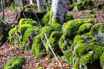 ancien mur d'enclos recouvert de mousse
