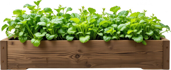 Lush Green Plants in Rustic Wooden Planter Box Spring Gardening