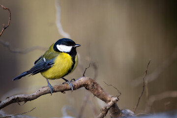 A great tit (Parus major) foraging for food on a branch during winter, surrounded by a frosty and snowy environment.