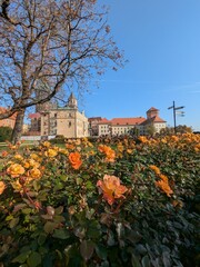 Golden Roses in Front of Wawel Castle, Krakow
