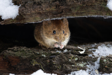 A bank vole (Myodes glareolus) hiding in its natural environment, nestled among leaves, roots, and forest debris.