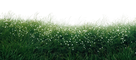 PNG Misty Spring Morning with Green Grass and Small White Flowers flowers grass tranquil.