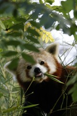 Red panda in the trees