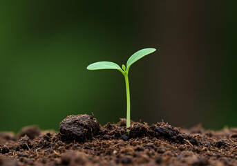 Green seedling illustrate the concept of new life and investment in young plants.
