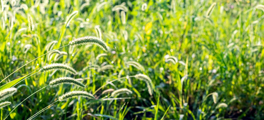 thick grass in a field or meadow with sunlit grass stalks with spikelets in the foreground