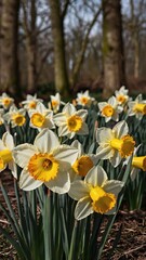 Obraz premium daffodils in spring, daffodils in the garden, Daffodils shining in the sun