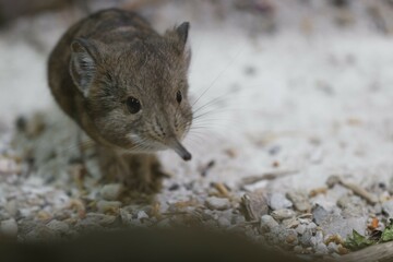 african elephant shrew
