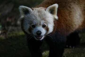 Red panda in the trees
