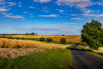 rural landscape with road in the sunny day
