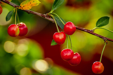 red cherries on a branch
