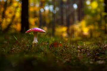 fly agaric mushroom in autumn forest