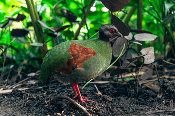 Green African bird