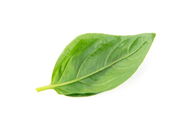 Fresh green basil leaves, isolated on white background.