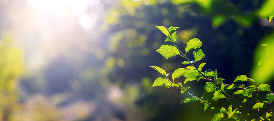 Obraz premium tree branch with green leaves in the forest in bright sunlight