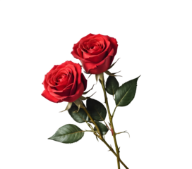 A romantic Valentine's Day scene showcasing two red roses on a pristine white background, perfect for card design and wedding applications. PNG
