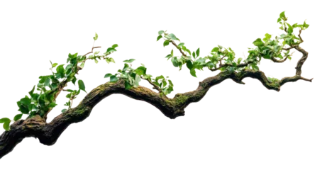  PNG Twisted jungle branch growing plants leaves leaf photography. © Rawpixel.com