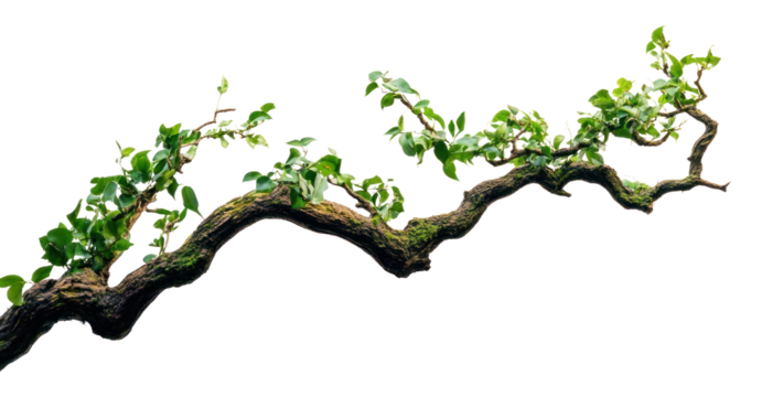PNG Twisted jungle branch growing plants leaves leaf photography.
