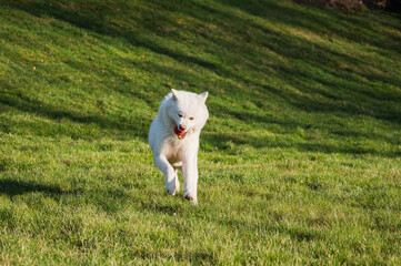 très joli chien akita blanc un soir de printemps, arrosé par un soleil de fin de journée
