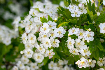 hawthorn blossom, delicate white hawthorn flowers on a bush in sunny weather