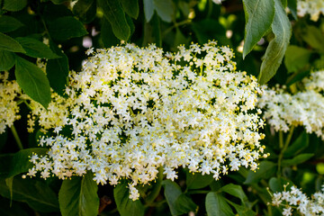 Elderberry blossoms, white delicate elderberry flowers on a bush in the garden