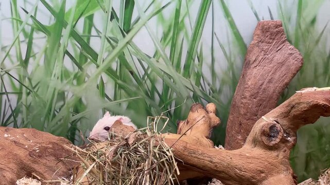Eine Rennmaus versteckt sich.