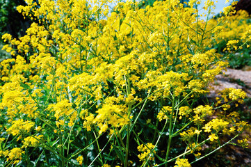 Obraz premium A bunch of yellow flowers with green leaves.