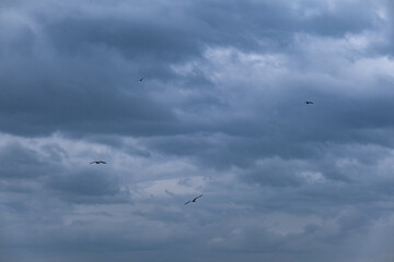 dramatic sky and gray clouds before the storm. seagulls are flying.