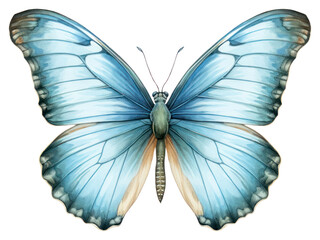 Obraz premium PNG Blue butterfly illustration drawing insect.