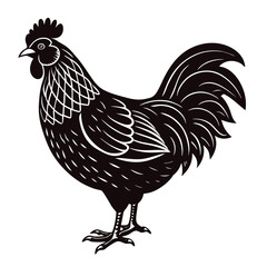 leghorn vector illustration