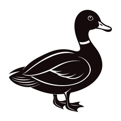 mallard vector illustration