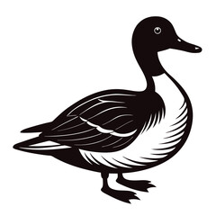 northern pintail vector illustration