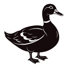 muscovy duck vector illustration