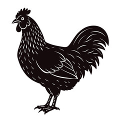 rhode island red vector illustration,