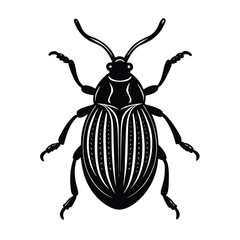 sweet potato weevil vector illustration