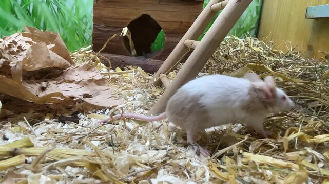 Farbm&auml;use in einem Terrarium.