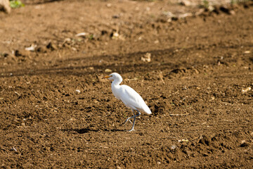 Garcilla Bueyera buscando alimento en un terreno de cultivo en Santa María de Guía en la isla de Gran Canaria, España