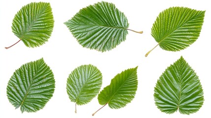 Collection of Six Fresh Green Leaves on A Clean White Background with Detailed Veins