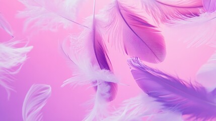 Obraz premium Delicate Purple and White Feathers Floating Gently