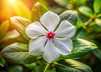 Fototapeta premium White Catharanthus Roseus Flower in Park - AI Food Photography