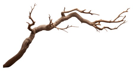 PNG Tree branch tree driftwood plant.