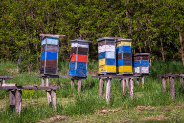 Wooden beehives on the apiary