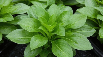 Fresh green lettuce plants growing in a greenhouse