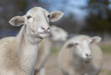 Fototapeta premium Three white sheep watching something intently