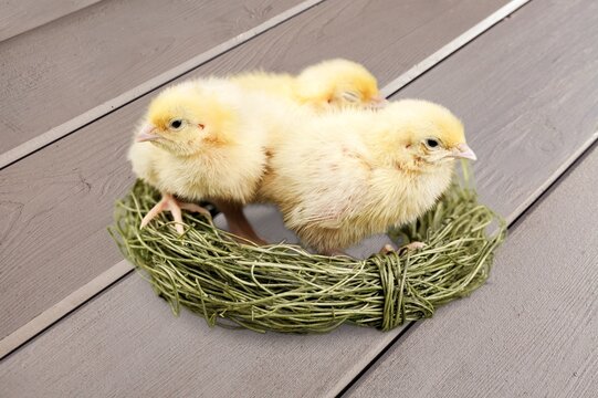 hen nestled in nest, cute yellow chiks