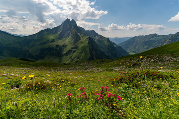 Hoefats Mountain landscape with flowers in Bavaria Allgau Alps near Oytal Oberstdorf