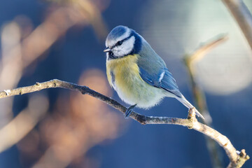 Blue tit