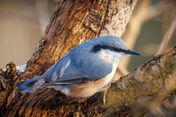Nuthatch
